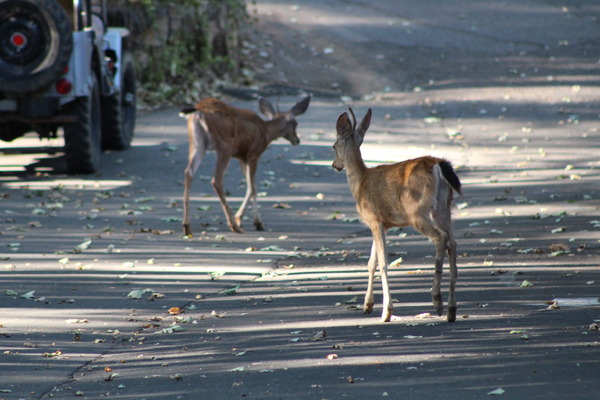 Studio Cabin 21 Photo 3